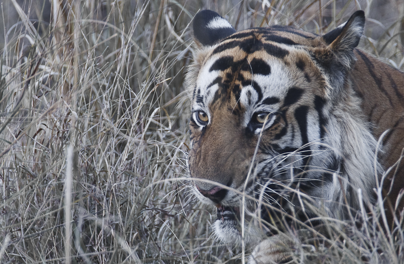 Фото жизнь (light) - wito - СКАЗКИ ЛЕСОВ МАДЬЯ ПАРАДЕШ - Индийский тигр