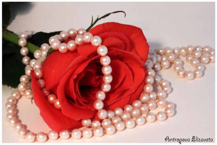 Фото жизнь (light) - Антропова Елизавета - Цветы - Роза