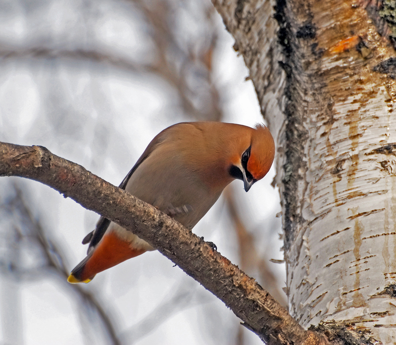 Фото жизнь (light) - vogul63 - корневой каталог - Любопытный свиристель...