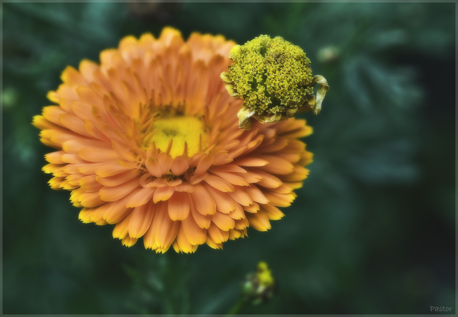 Фото жизнь (light) - Pastor - ПРИРОДА, ЦВЕТЫ - Календула