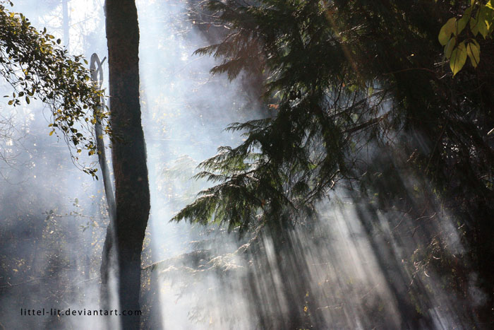 Фото жизнь (light) - lit - [nature&landscapes] -  in the forest