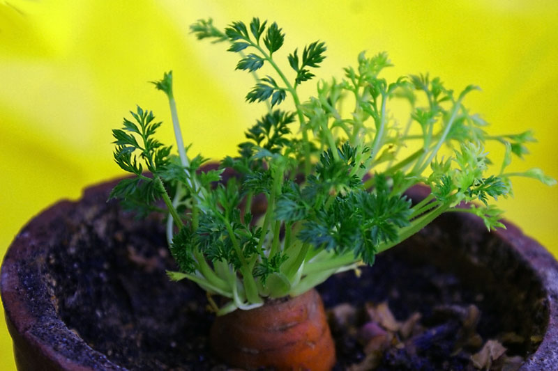 Фото жизнь (light) - Ве Сна - Март - Зелень морковки ращу на салат