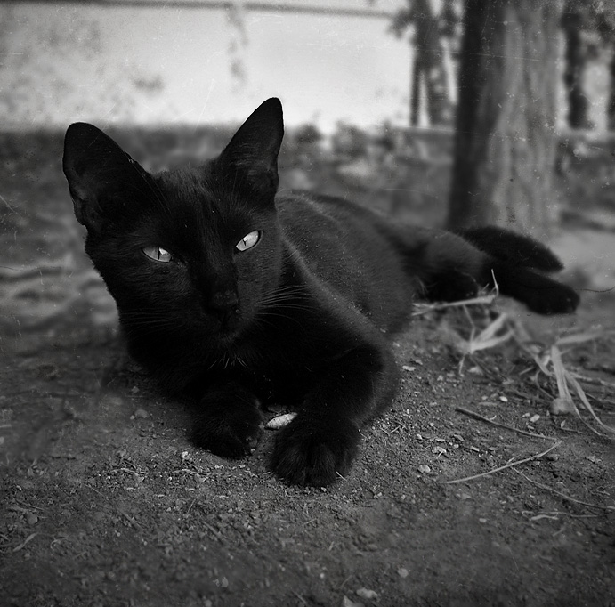 Фото жизнь (light) - Таня Павелко - корневой каталог - Портрет черного кота