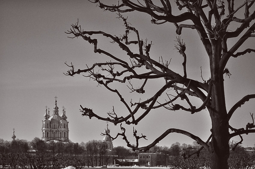 Фото жизнь (light) - Александр Адамович - корневой каталог - Дерево ждущие Весну