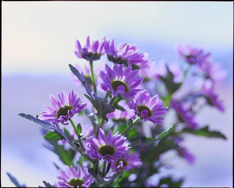 Фото жизнь (light) - Ilya Malyshev - Nature - Flowers 2