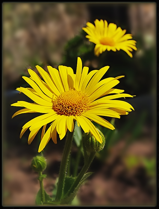 Фото жизнь (light) - Raisa Rare - Жёлтые... - **