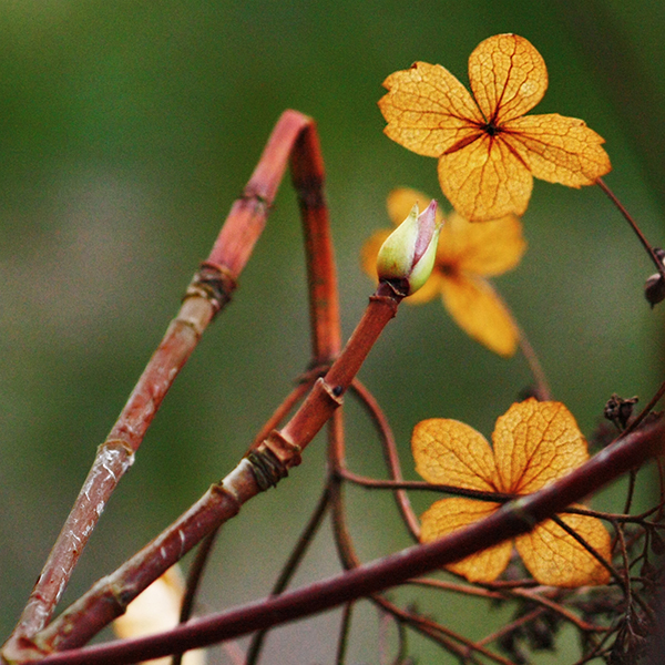 Фото жизнь - Dmitry Stepanenko - Разное - Зимние цветы
