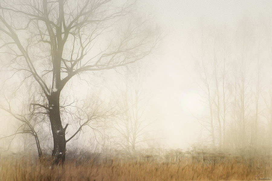 Фото жизнь (light) - emunilkin - Зарисовки - В тумане