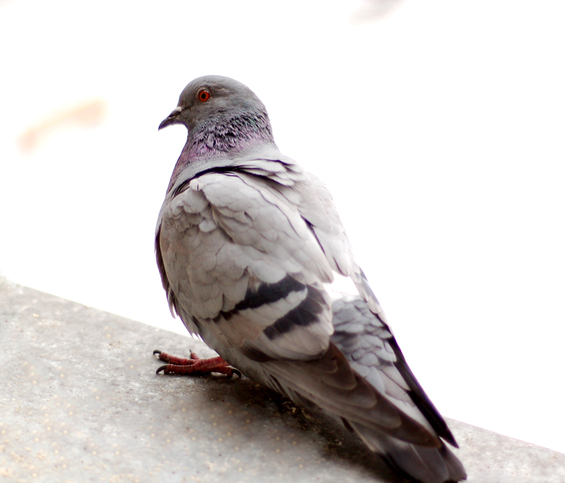 Фото жизнь (light) - Karasteleva - корневой каталог - утренняя гостья