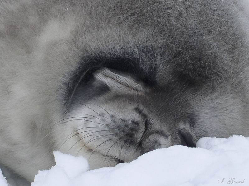 Фото жизнь (light) - Igor Gvozdovskyy (Gvozd) - Антарктида глазами полярника - Тихо...он спит...не мешайте ему смотреть мультик, пожалуйста...