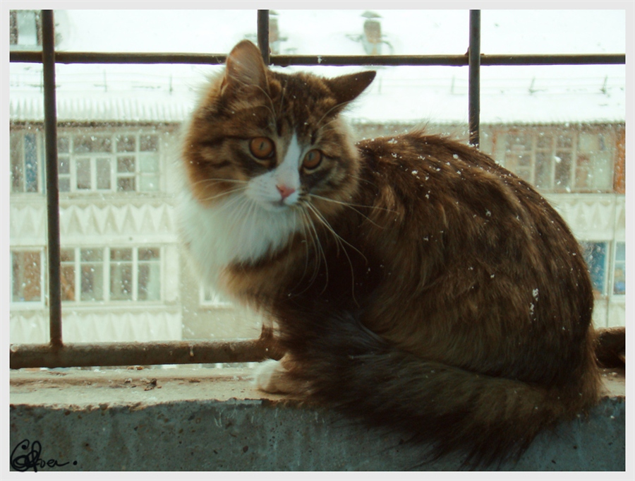 снег и кошка