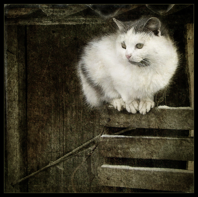 Фото жизнь (light) - Таня Павелко - корневой каталог - Киса