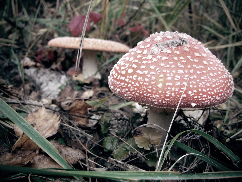 Фото жизнь - Kisa-Bast - корневой каталог - Весёлые грибочки