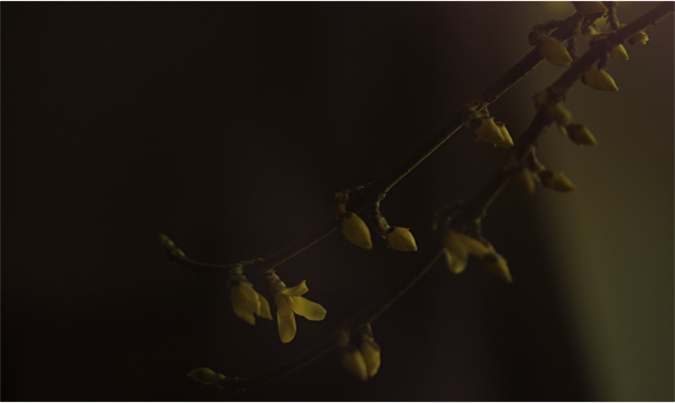 Фото жизнь (light) - Melanie - [nature] - in bloom