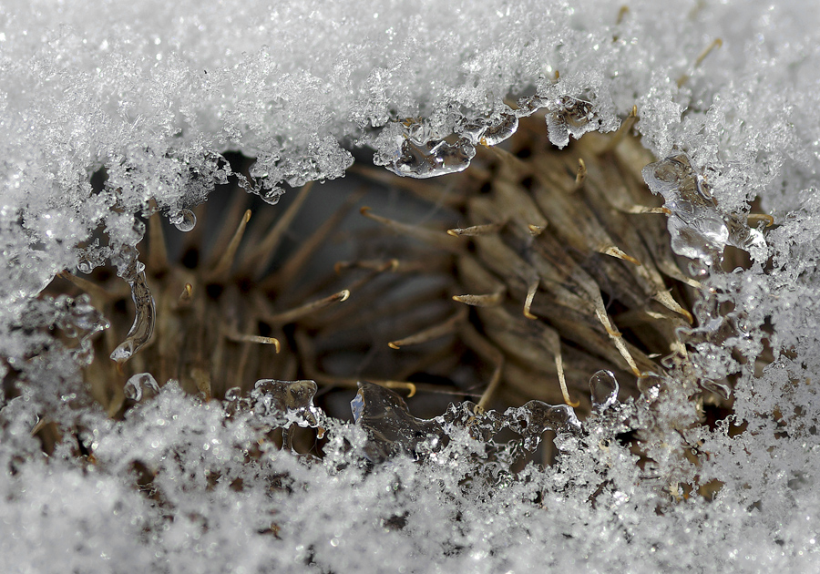 Фото жизнь (light) - Анатолий Медер - Макро - Ждём весну.