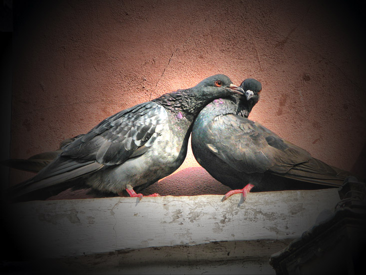 Фото жизнь - Антонина Морозова - Братья наши меньшие - Любовь и голуби или "Дорогая, ну ещё один поцелуй!"