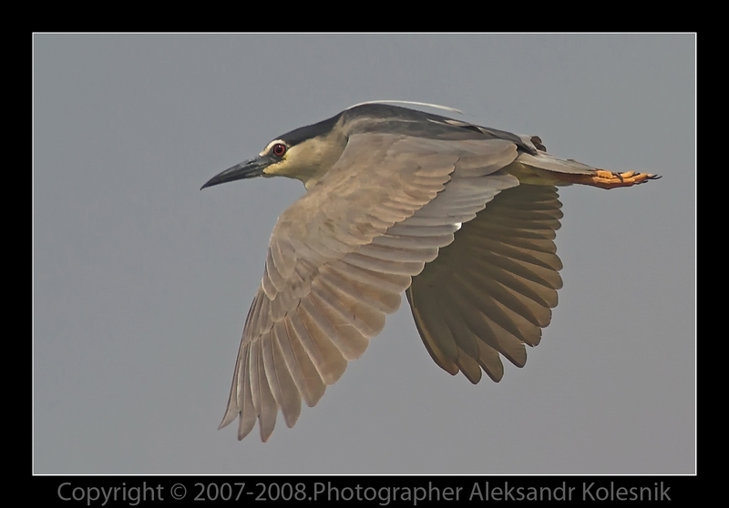 Фото жизнь (light) - Aleksandr Kolesnik - Птицы. - Цапля(кваква)