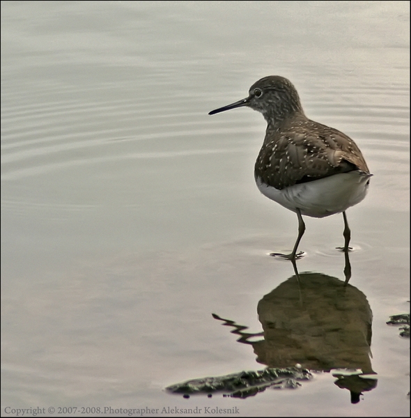 Фото жизнь (light) - Aleksandr Kolesnik - Птицы. - Кулик.