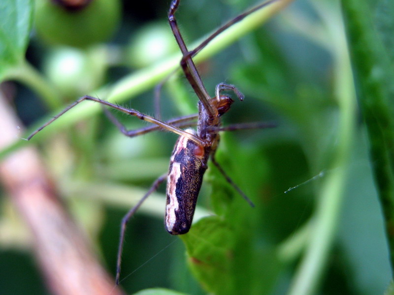 Фото жизнь (light) - Vorobyev_Roman - корневой каталог - паучок