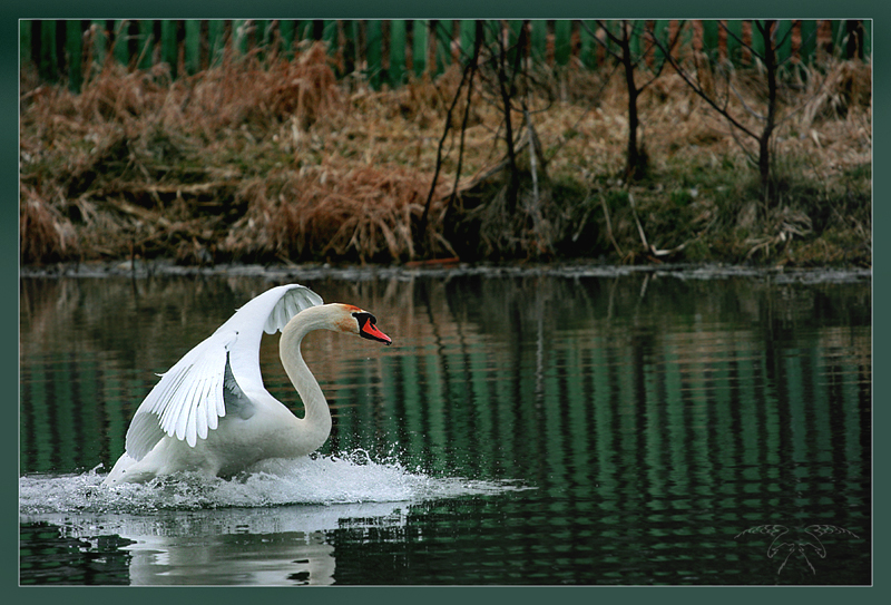 Фото жизнь (light) - Светлана Бескровная - природа Беларуси - Царевна-Лебедь.