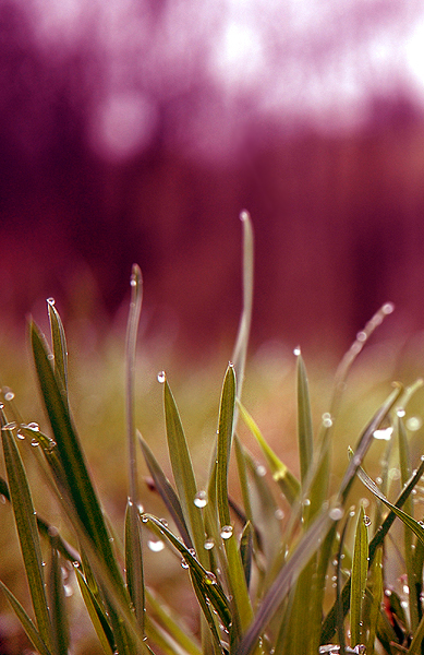 Фото жизнь (light) - inga - МЕСТА - Дождь в траве