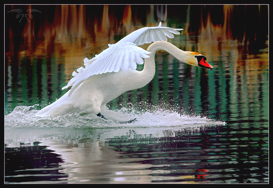 Фото жизнь (light) - Светлана Бескровная - природа Беларуси - Лечу к тебе!..