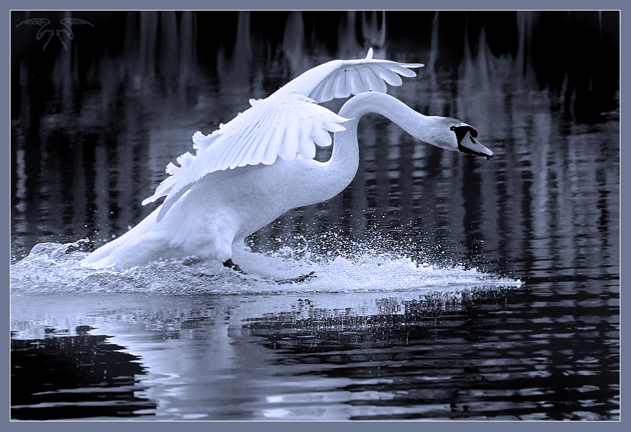 Фото жизнь (light) - Светлана Бескровная - природа Беларуси - Лечу к тебе!.. (ч/б репост)