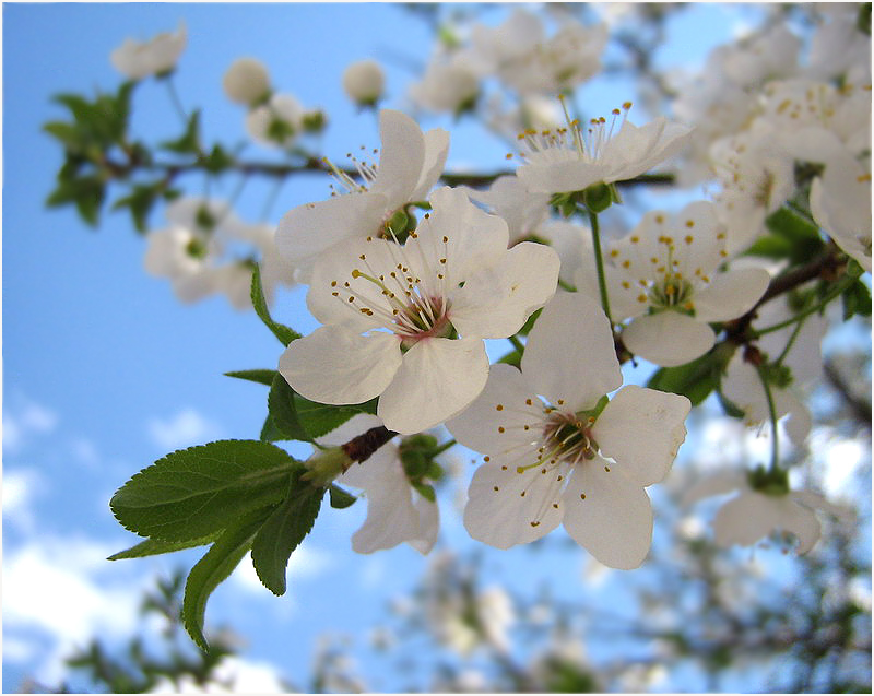 Фото жизнь - Rei4al - корневой каталог - Весна