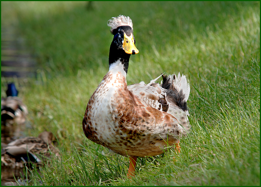 Фото жизнь (light) - eduard62 - Животные. - Утя.