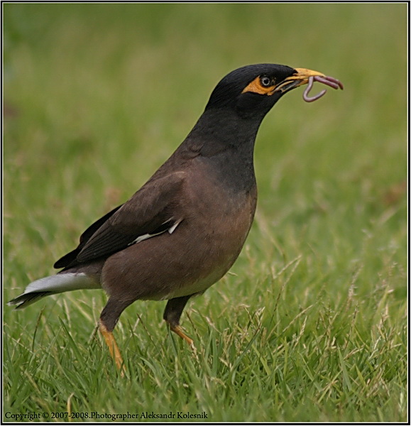 Фото жизнь (light) - Aleksandr Kolesnik - Птицы. - Птиц..,кушает.