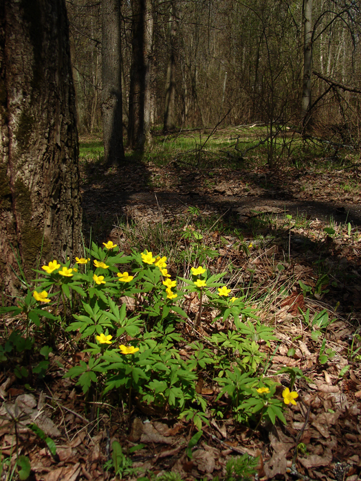 Фото жизнь (light) - Lenoch - корневой каталог - Весна в старом парке