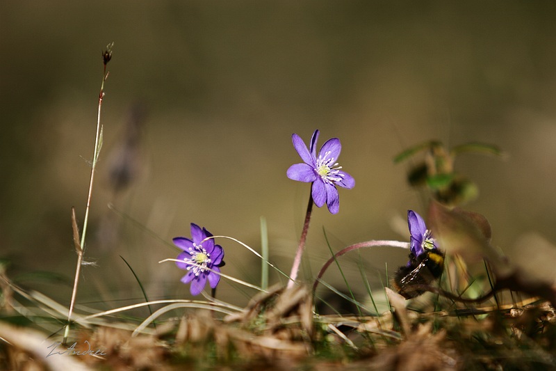 Фото жизнь (light) - JAndrei - Люблю природу Я* - Запах весны.