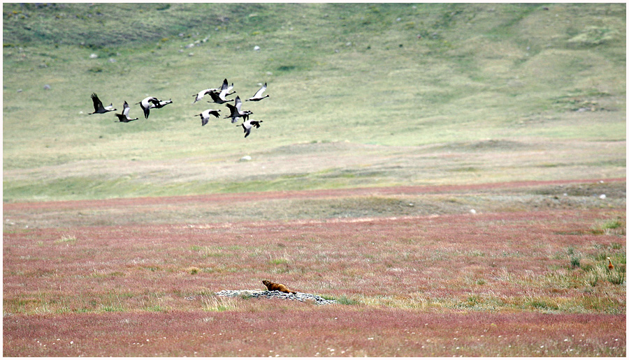 Фото жизнь (light) - Анатолий Левочкин - Там где рождаються легенды - Живой уголок Земли