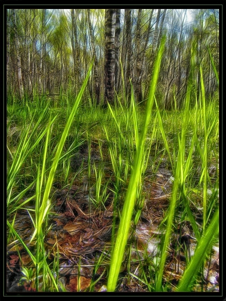 Фото жизнь - Павел - корневой каталог - Весенний лес (1)