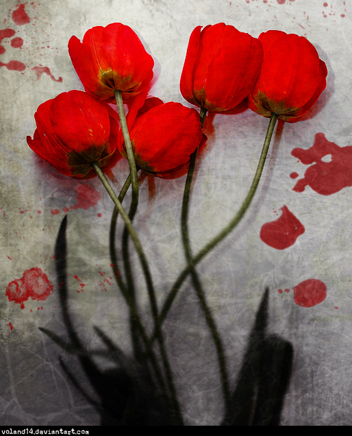 Фото жизнь (light) - voland14 - корневой каталог - Тюльпаны
