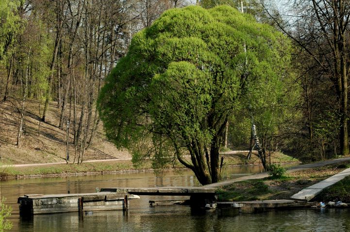 Фото жизнь (light) - mamonti - прогулки по Царицино - ......