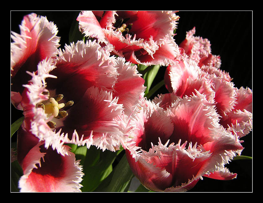 Фото жизнь (light) - simon-i - корневой каталог - Tulips