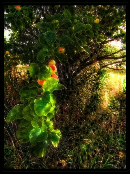 Фото жизнь (light) - Павел - корневой каталог - Дикая яблоня
