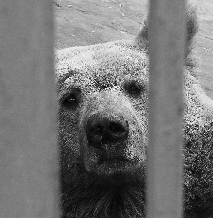 Фото жизнь (light) - Кирилл Федотов - Зоопарк - пронзительные портреты - Медведь