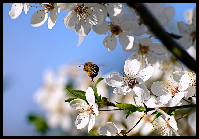 Фото жизнь (light) - Ivelin - корневой каталог - Весна