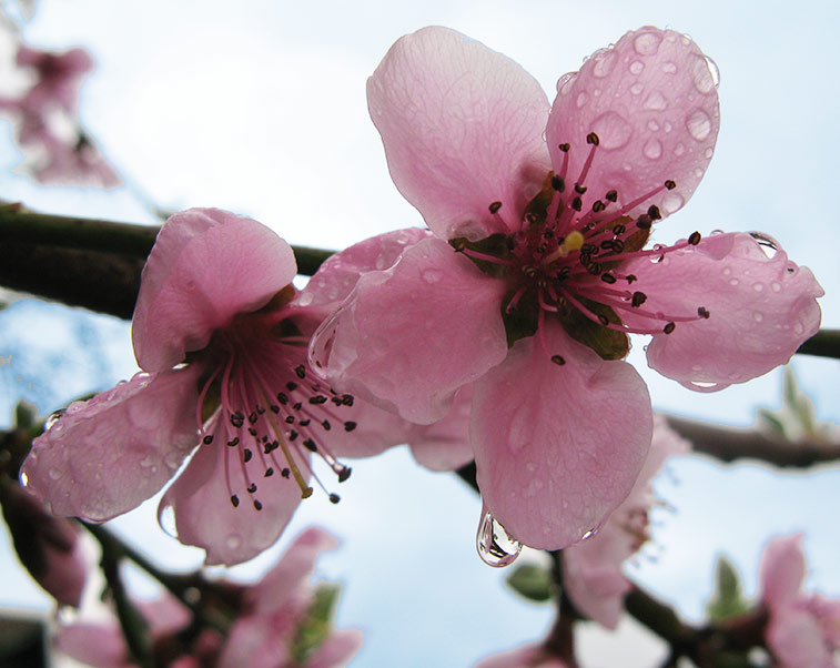 Фото жизнь (light) - -MadMax- - корневой каталог - Когда персики цветут...