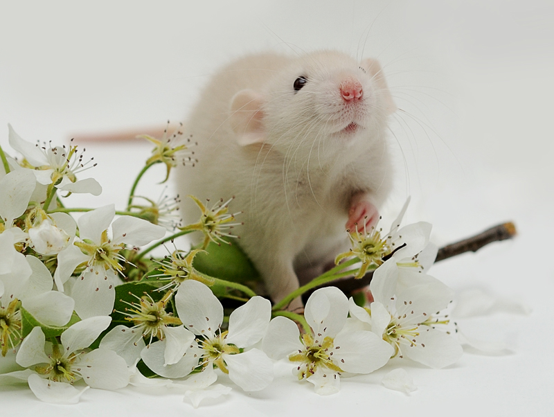 Фото жизнь (light) - Jessy - Alb3. Fancy Rats - Весенний портрет