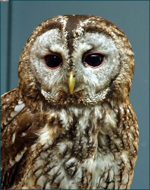 Фото жизнь (light) - Arkady Golod - МОРДАСЬКИ и ЦВЕТОНЧИКИ - Фото на паспорт