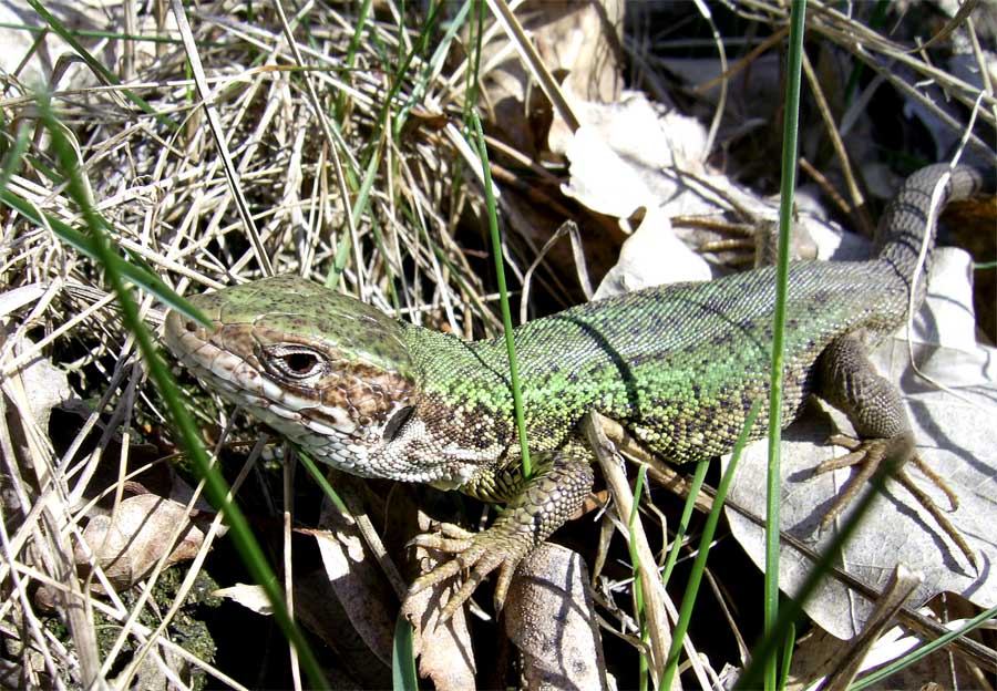 Фото жизнь (light) - Al - макро (цветы, зелень всякая...) - Ящерица, зелененькая)