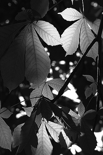 Фото жизнь (light) - inga - ЖИЗНЬ - Каштановые тени