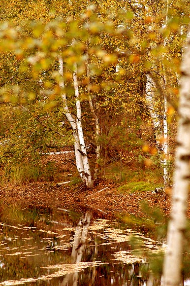 Фото жизнь (light) - inga - ЖИЗНЬ - Листы осеннего альбома