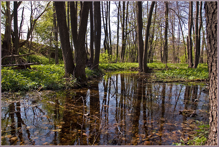 Фото жизнь (light) - Михаил Филиппов  - Весеннее настроение - В весеннем лесу