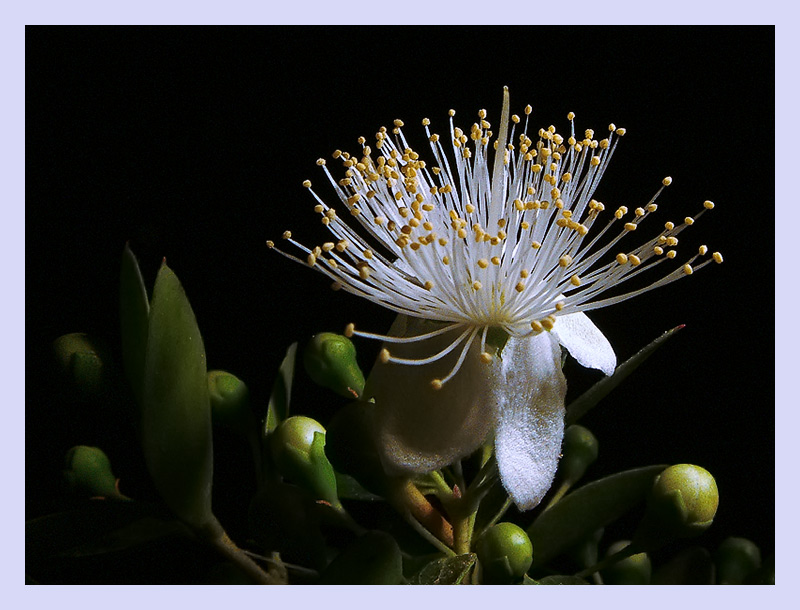 Фото жизнь (light) - kuchum13 - Растения, насекомые, мелкая живность, ракушки, камушки - МИРТ