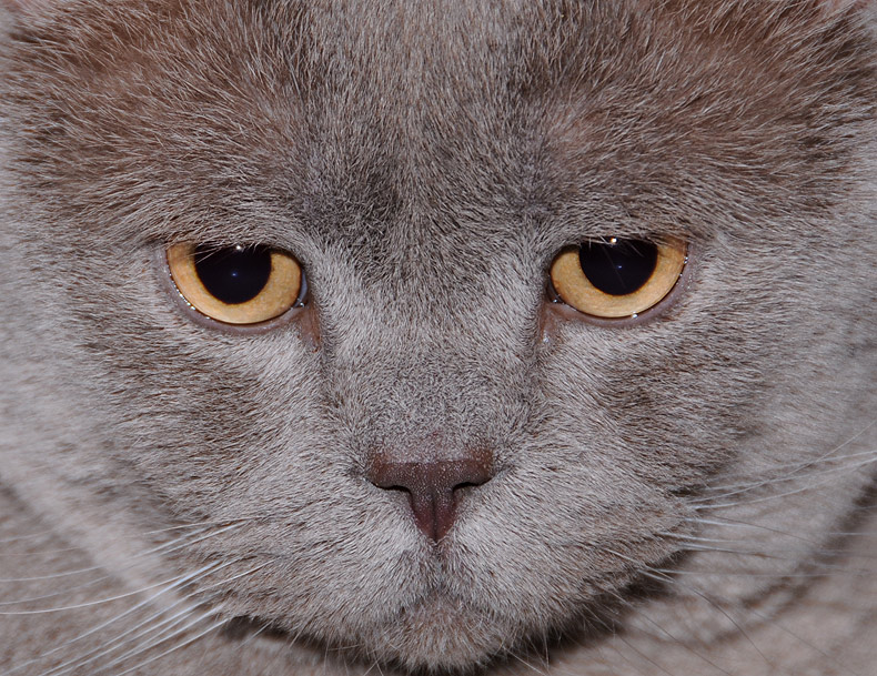 Фото жизнь (light) - Торгашева Светлана - Животные - Мордашка