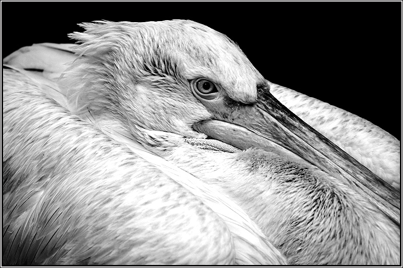 Фото жизнь (light) - Аня Собко - корневой каталог - старый пеликан